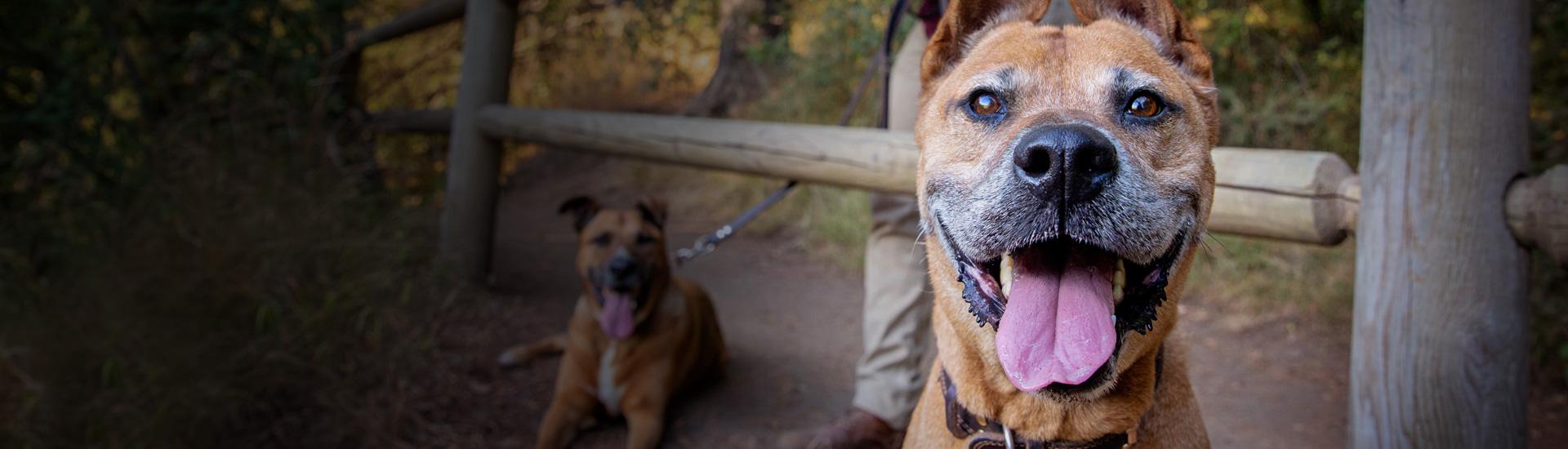 Maryland Animal Shelter Statistics Best Friends Animal Society